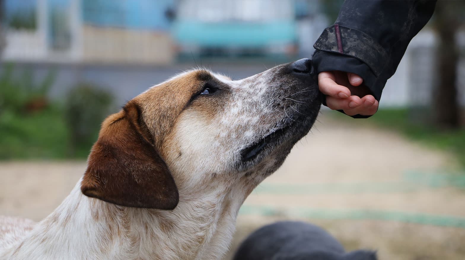 A person holding their hand out to a friendly dog