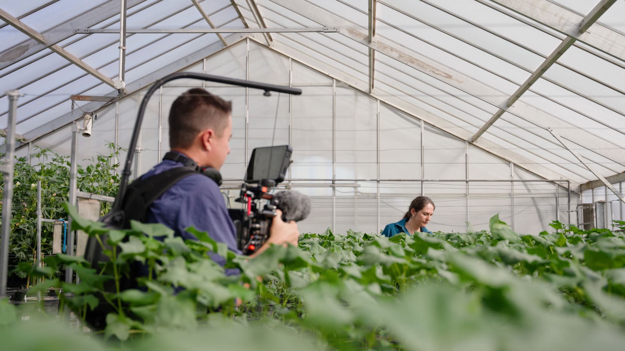 Cussons Media Image Greenhouse